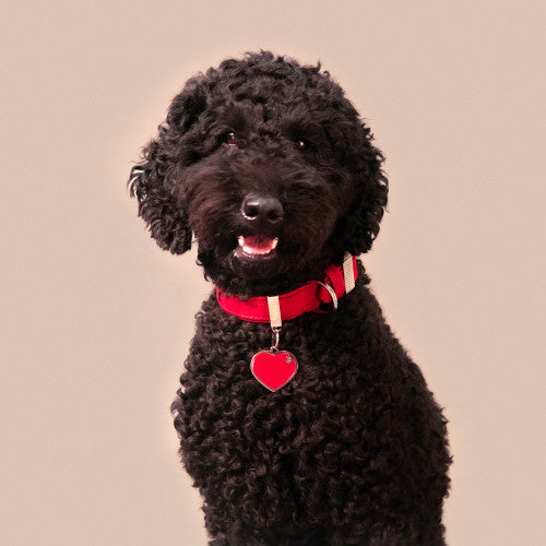 MyFamily Bilbao Dog Collar in Fine Crafted Red Leatherette