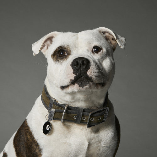 MyFamily London Dog Collar in Fine Crafted Green Leatherette