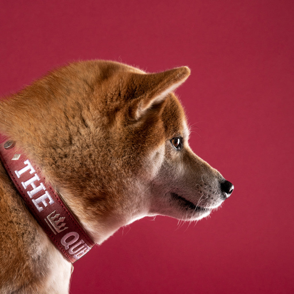 MyFamily Royal Dog Collar in Fine Crafted Bordeaux Leatherette