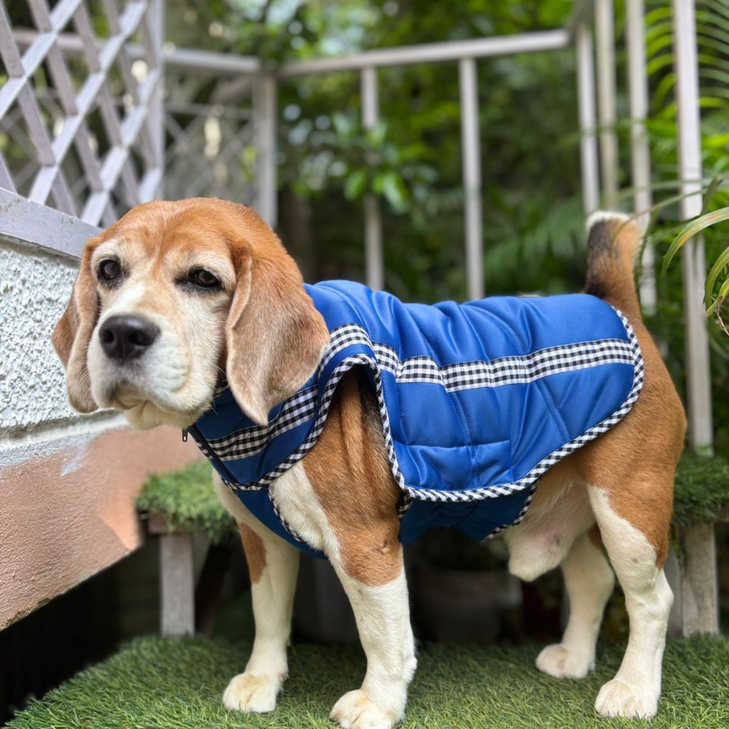 Pet Jacket - Electric Blue