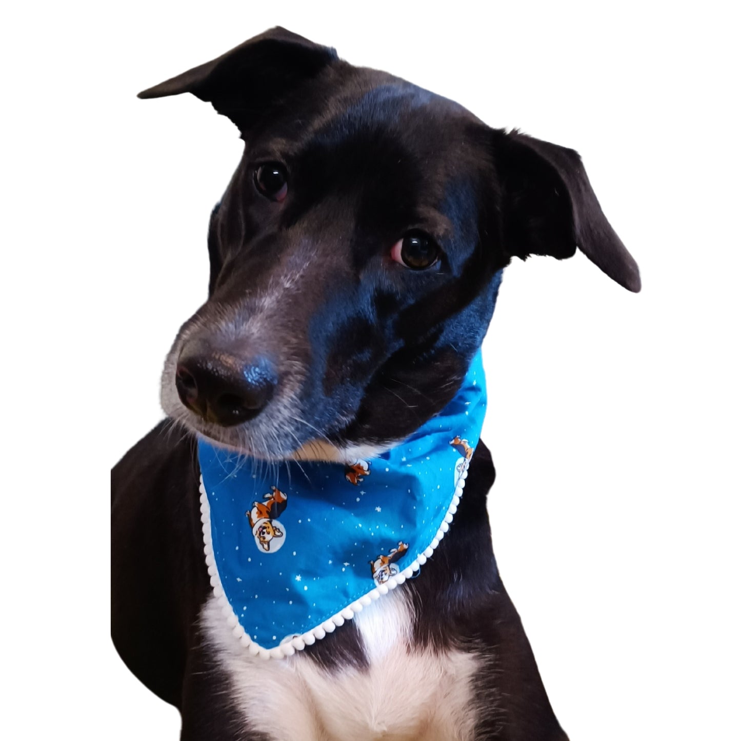 Space Dogs | Knot & Tie Bandana