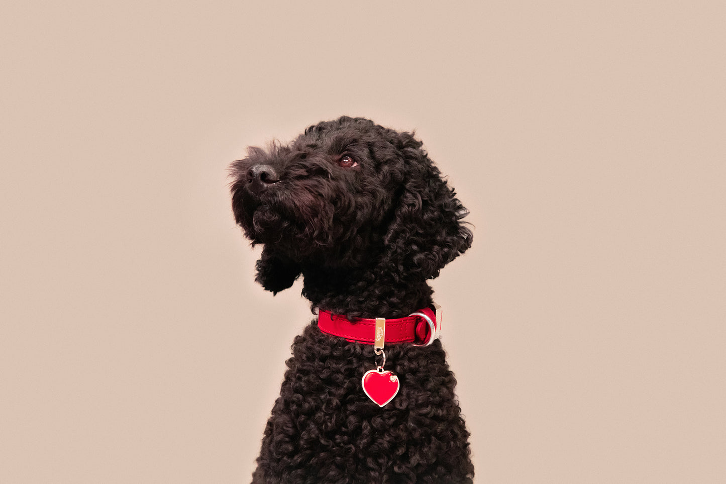 MyFamily Bilbao Dog Collar in Fine Crafted Red Leatherette