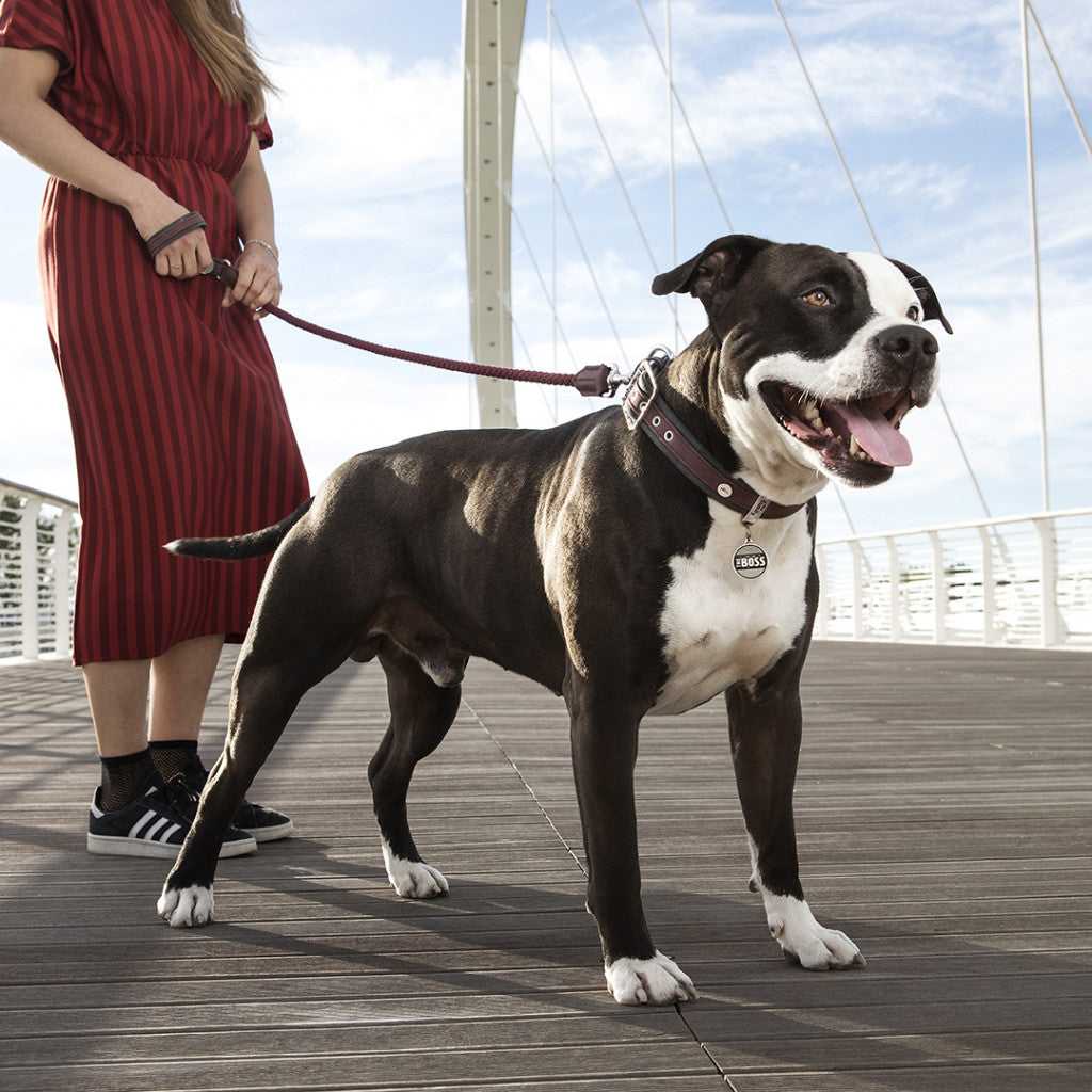 MyFamily London Dog Leash in Fine Crafted Purple Leatherette and Rope