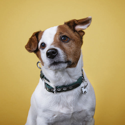 MyFamily Milano Dog Collar in Premier Quality Italian Green Nylon