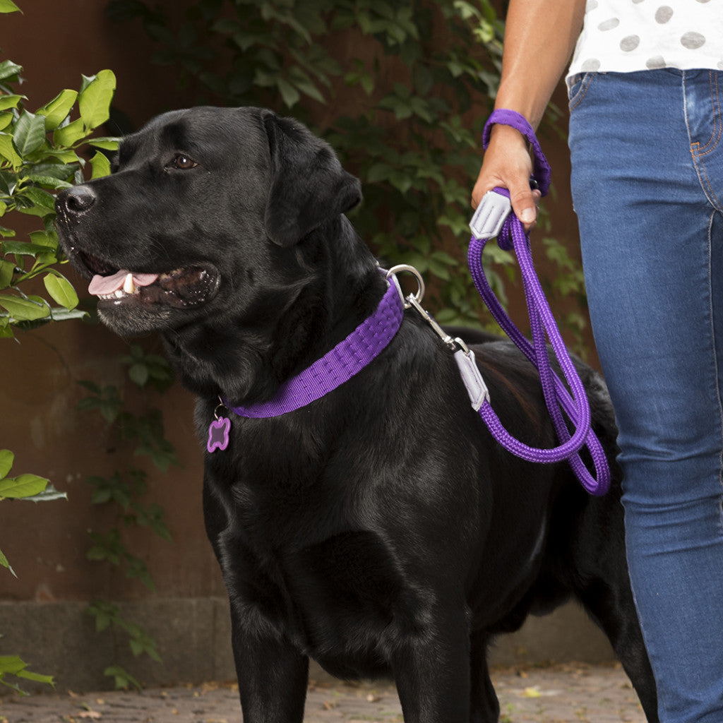 MyFamily Milano Dog Collar in Premier Quality Italian Purple Nylon